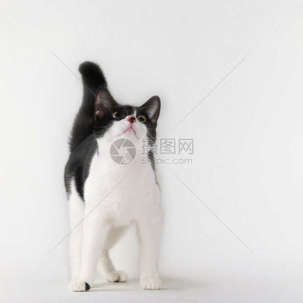 黑白猫抬头看图片