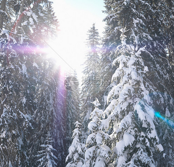 太阳从白雪覆盖的树上迸发出来图片