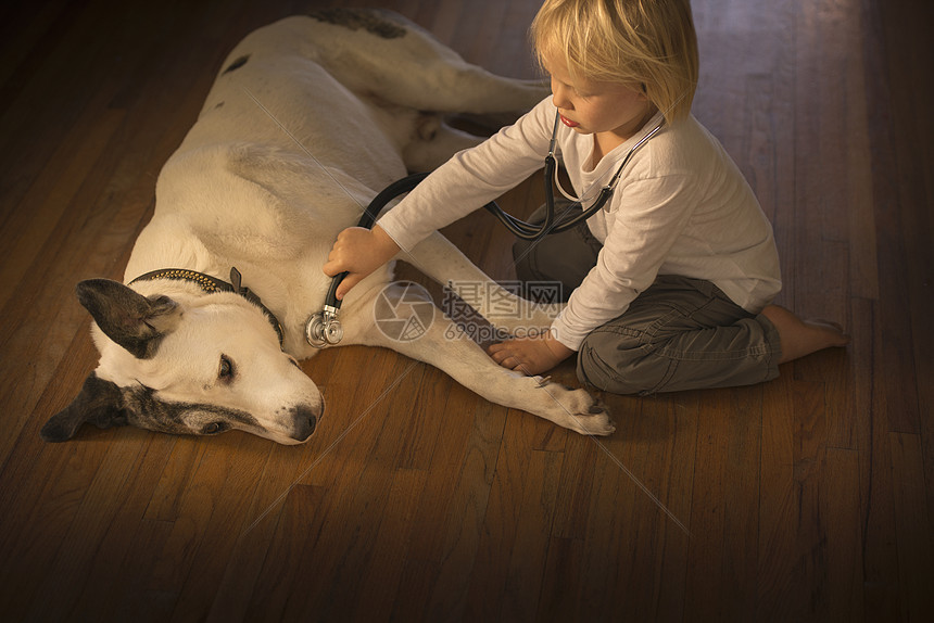 男孩对狗用听诊器图片