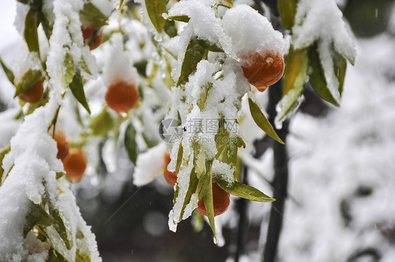 12月橙色果树上的雪图片