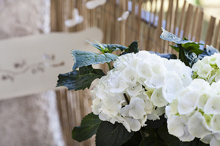 阳台白花盆栽特写背景图片