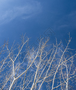 蓝天下裸树的低角度视图图片