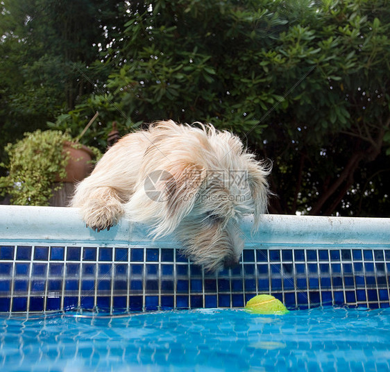 狗看游泳池里的网球图片
