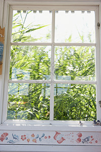 窗外生长的植物背景图片