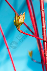 树枝上花苞的特写图片