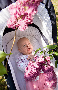 婴儿在婴儿车里看着丁香花背景图片