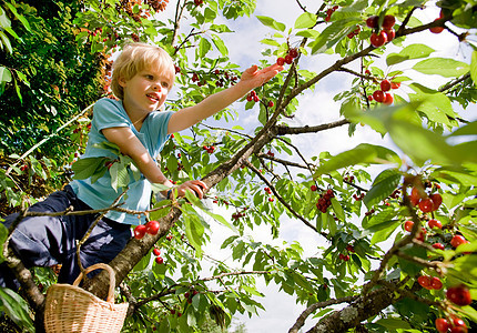 男孩在树上摘樱桃图片