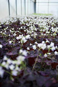 温室里生长的白花图片