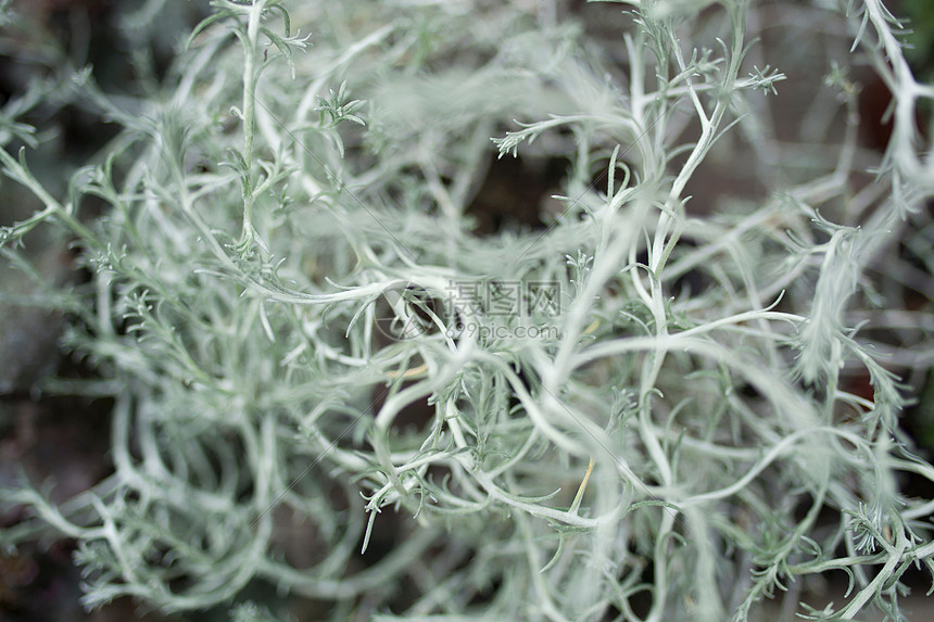 缠结植物的特写镜头图片