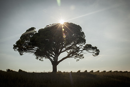 田野里日落时的树图片