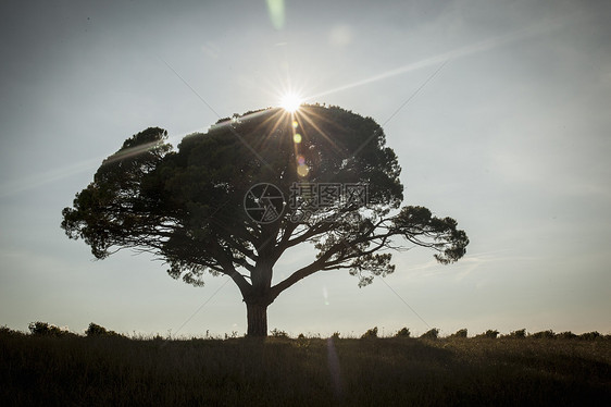 田野里日落时的树图片