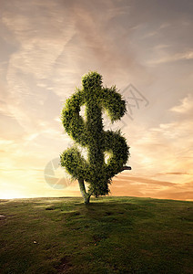 灌木树财务符号美元符号图片