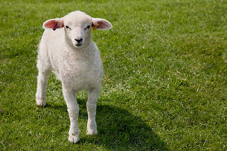 小羊在草地上行走图片