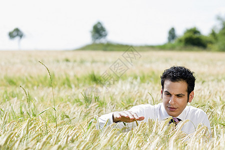在稻田里的商务人士图片