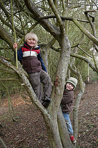 男孩爬在树枝上图片