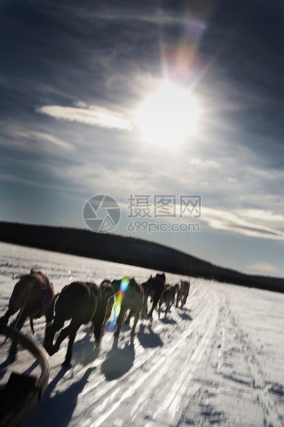 在雪地里拉雪橇的狗队图片