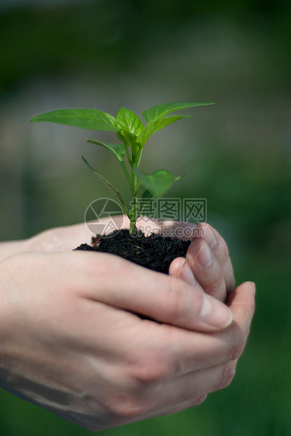 手捧植物图片