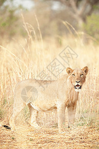 喀麦隆北部瓦扎国家公园酷热的狮子背景图片