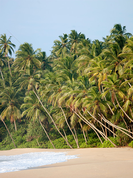 斯里兰卡坦加拉印度洋上的棕榈树和海滩图片
