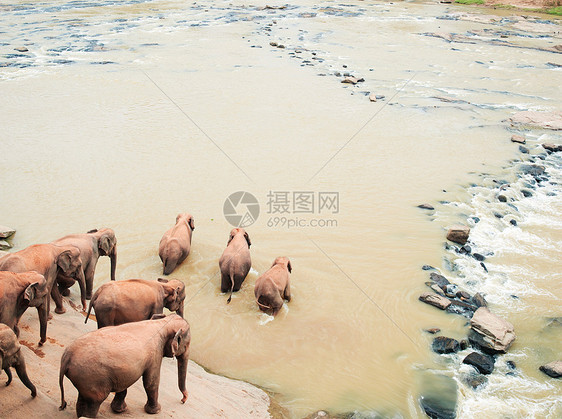 斯里兰卡，凯加勒，Pinnawela大象孤儿院，大象群在河边沐浴图片