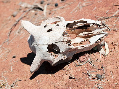 澳大利亚南澳大利亚州加勒山脉国家公园的动物头骨图片