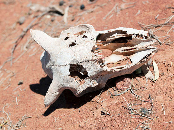 澳大利亚南澳大利亚州加勒山脉国家公园的动物头骨图片