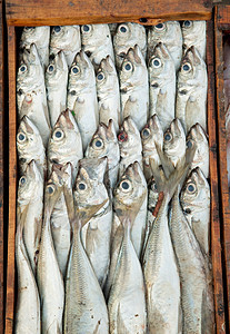 摩洛哥埃萨瓦伊拉码头市场上排队出售的鱼图片