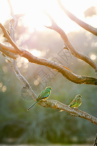 南澳大利亚清晨鸟儿坐在树枝上背景