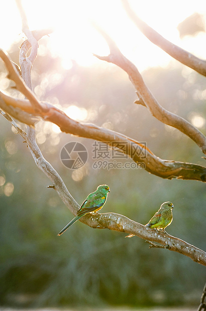 清晨鸟儿坐在树枝上图片
