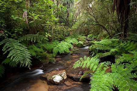 蕨类植物一条流经马达加斯加安达西比-曼塔迪亚国家公园丛林的河流背景