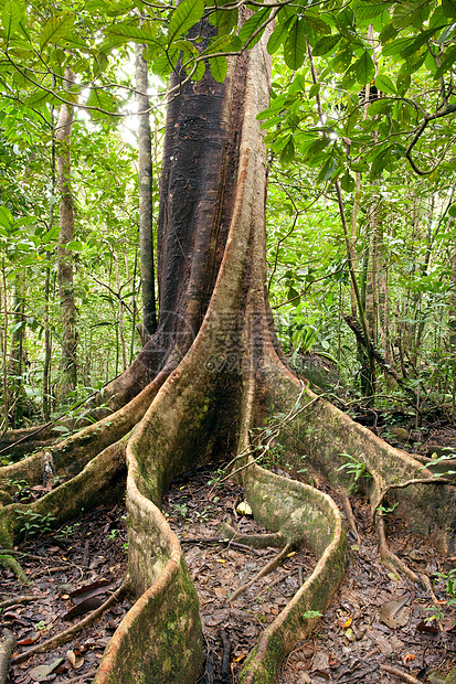马达加斯加曼加贝岛保护区丛林中的树图片
