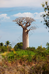 马达加斯加莫隆达瓦附近一棵高大的猴面包树图片