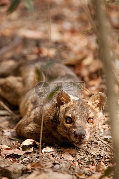 马达加斯加国家公园丛林地面上的鼠科动物图片