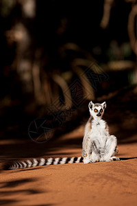 马达加斯加贝伦蒂保护区环尾狐猴环尾狐猴晒日光浴图片