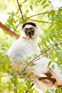 马达加斯加贝伦蒂保护区“跳舞”的狐猴图片