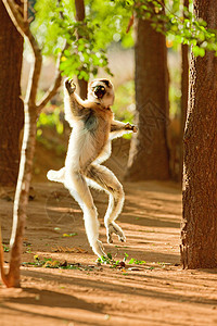 马达加斯加贝伦蒂保护区的“跳舞”狐猴图片