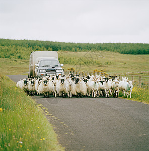 在爱尔兰康纳马拉放牧的一群羊图片