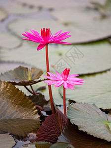 印度喀拉兰回水中的花和淡紫色垫图片