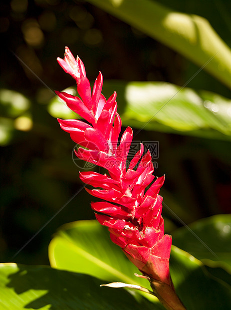 生长在夏威夷考艾岛的红姜图片