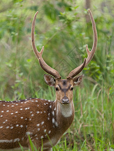 喀拉拉邦韦亚纳德穆尚加野生动物保护区的梅花鹿图片