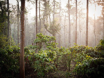 印度喀拉拉邦Wayanad的咖啡种植园图片