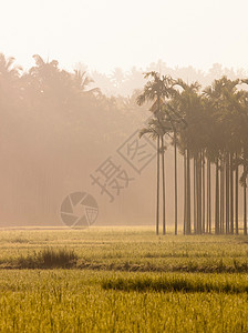 印度喀拉拉邦Wayanad的稻田图片