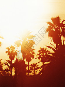 美国加利福尼亚州大苏尔海滩棕榈树上的日落图片