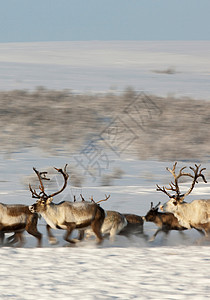驯鹿在雪地里奔跑图片