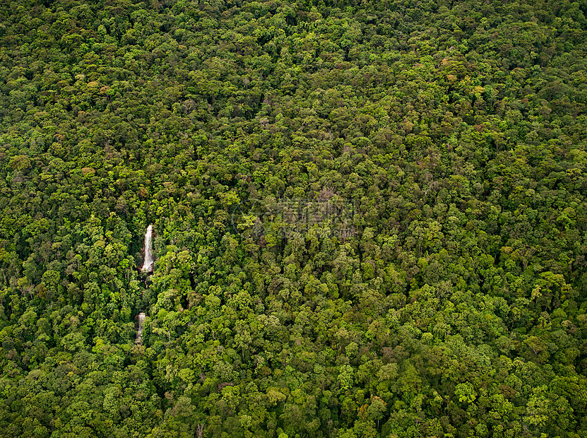 委内瑞拉卡纳玛国家公园茂密丛林图片