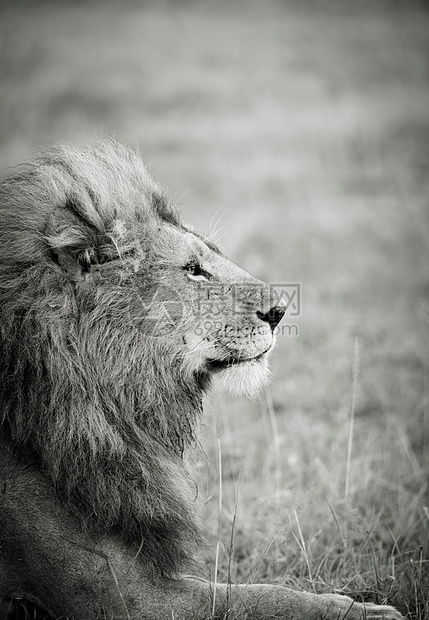 肯尼亚棉花保护区的公狮子图片