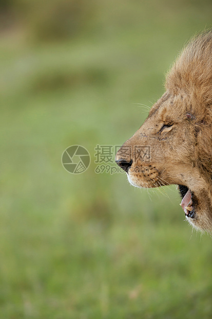 肯尼亚棉花保护区的公狮子图片