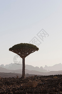 也门索科特拉迪克萨的龙血树背景图片