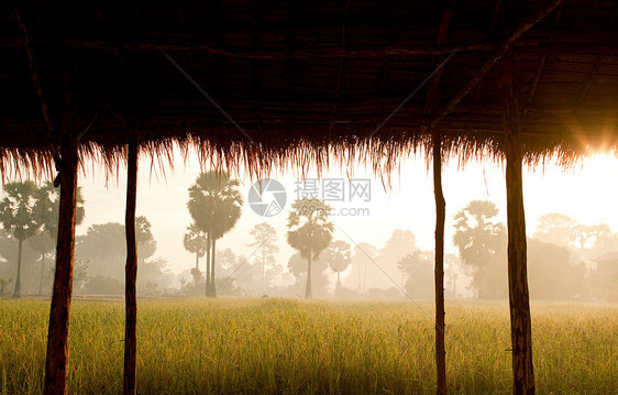 柬埔寨暹粒省日出稻田图片