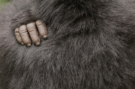 卢旺达伏尔坎国家公园，维龙加山脉的银背大猩猩图片
